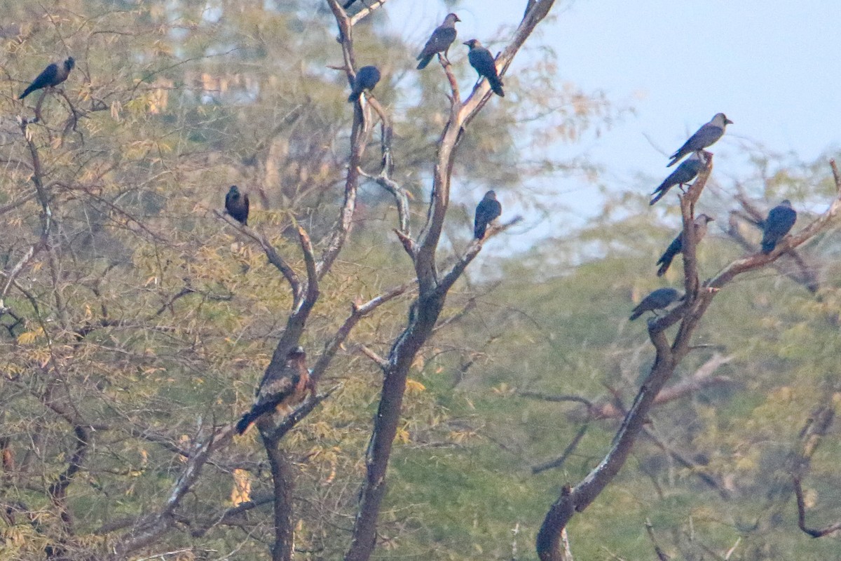 ヒメクマタカ - ML647080097