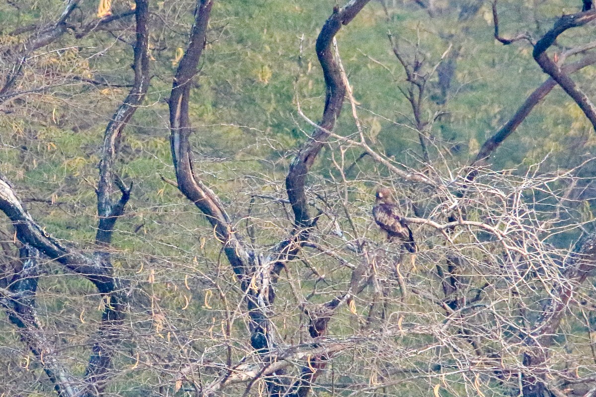 ヒメクマタカ - ML647080098