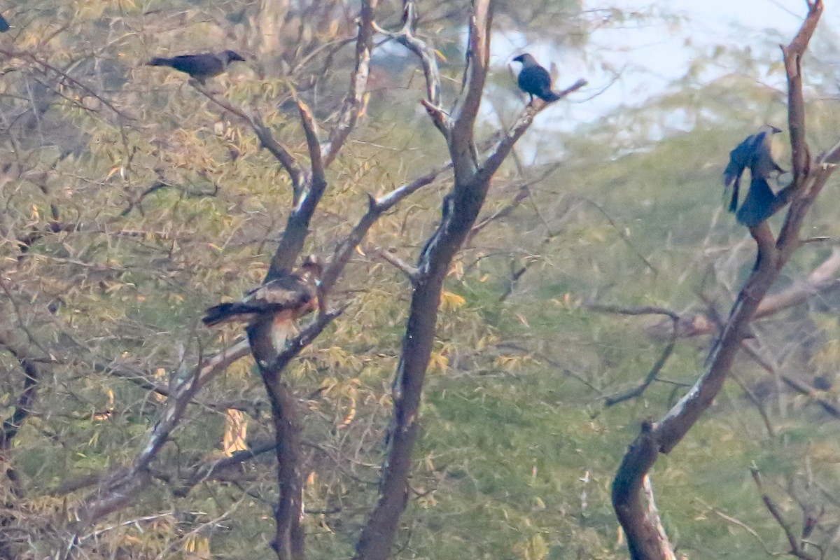 ヒメクマタカ - ML647080099