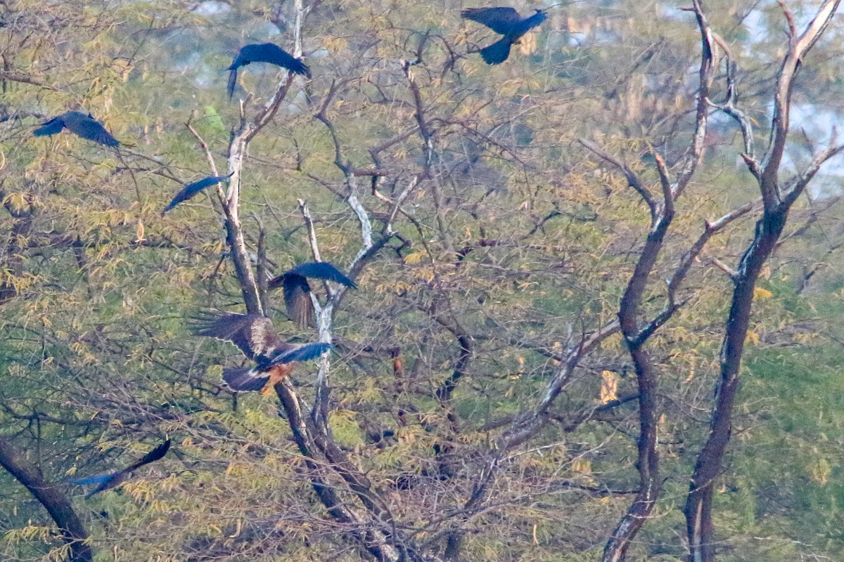 ヒメクマタカ - ML647080100