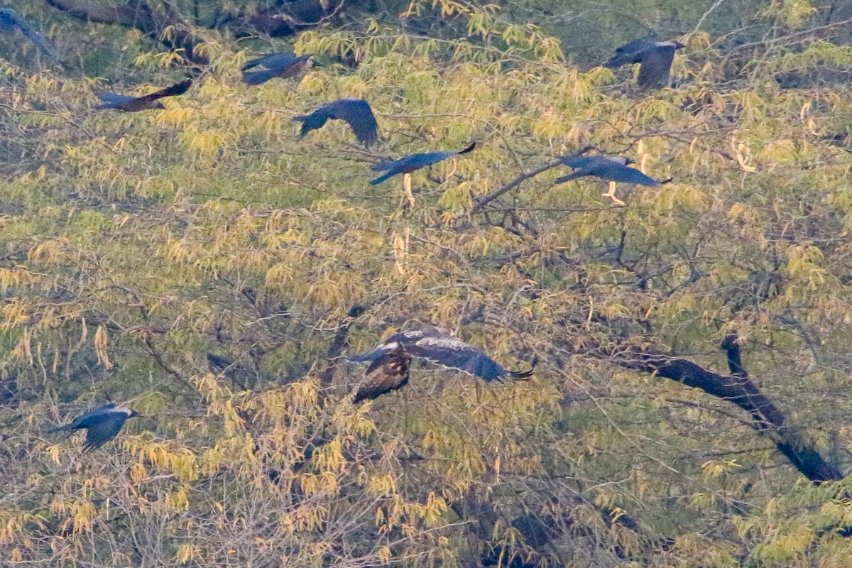 ヒメクマタカ - ML647080101