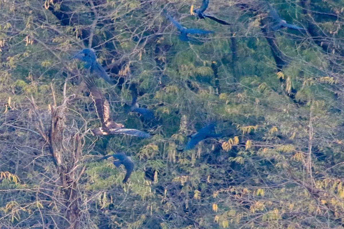 ヒメクマタカ - ML647080102