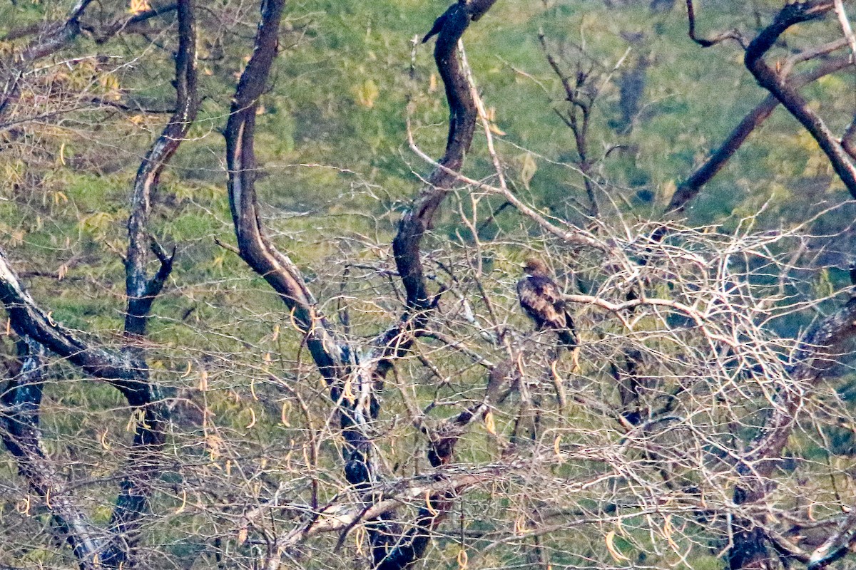 ヒメクマタカ - ML647080103