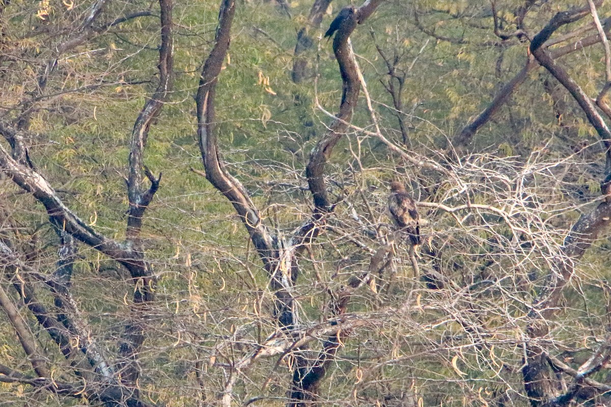 ヒメクマタカ - ML647080104