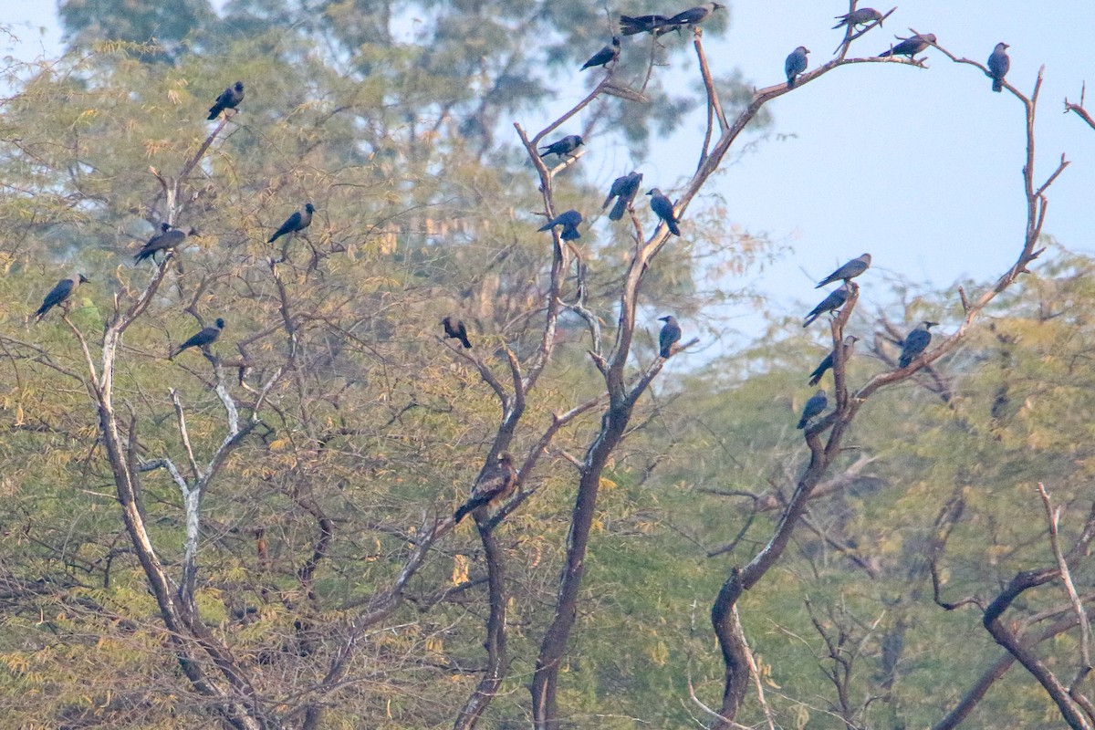 ヒメクマタカ - ML647080105