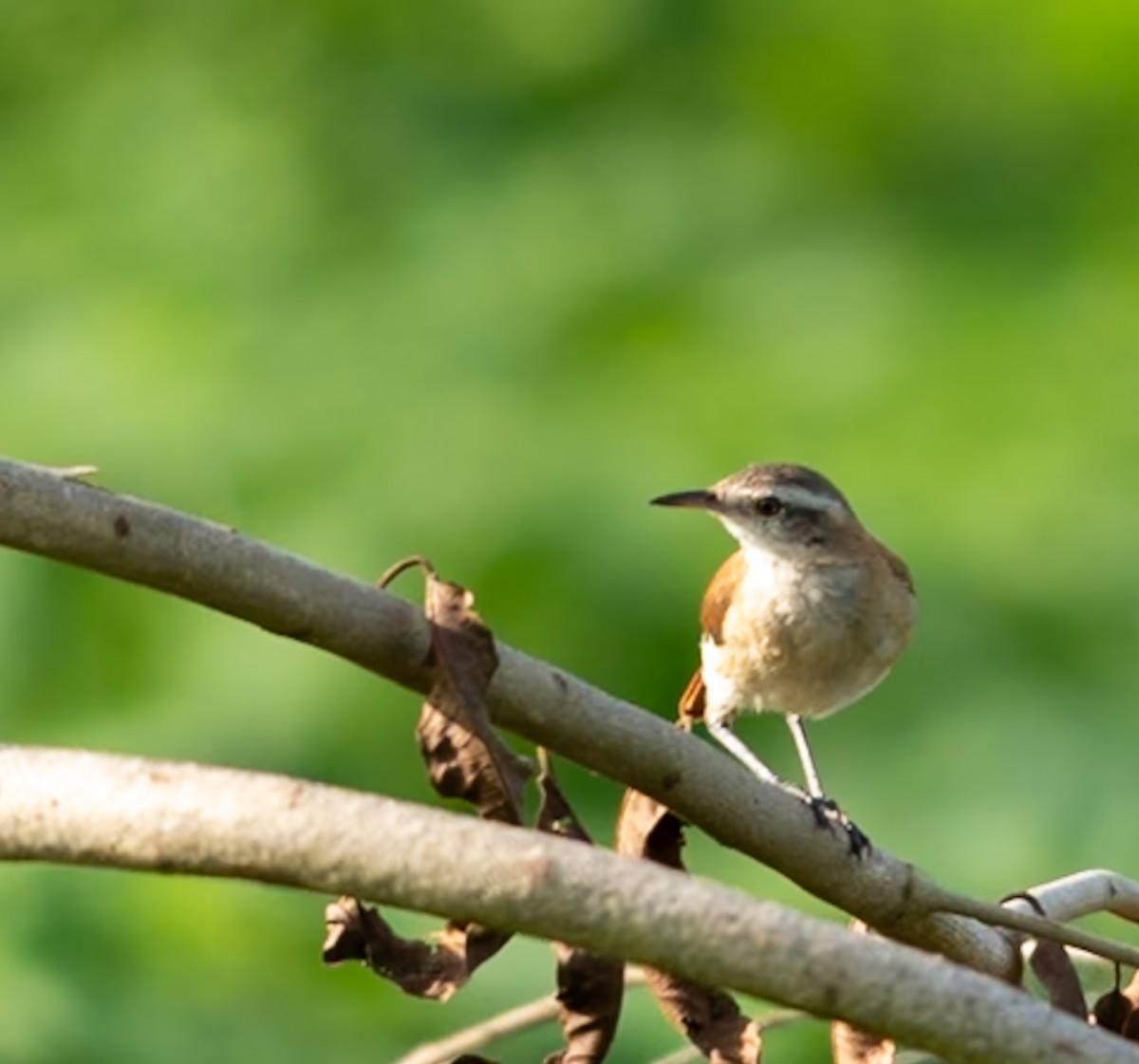 コカマドドリ - ML647080106