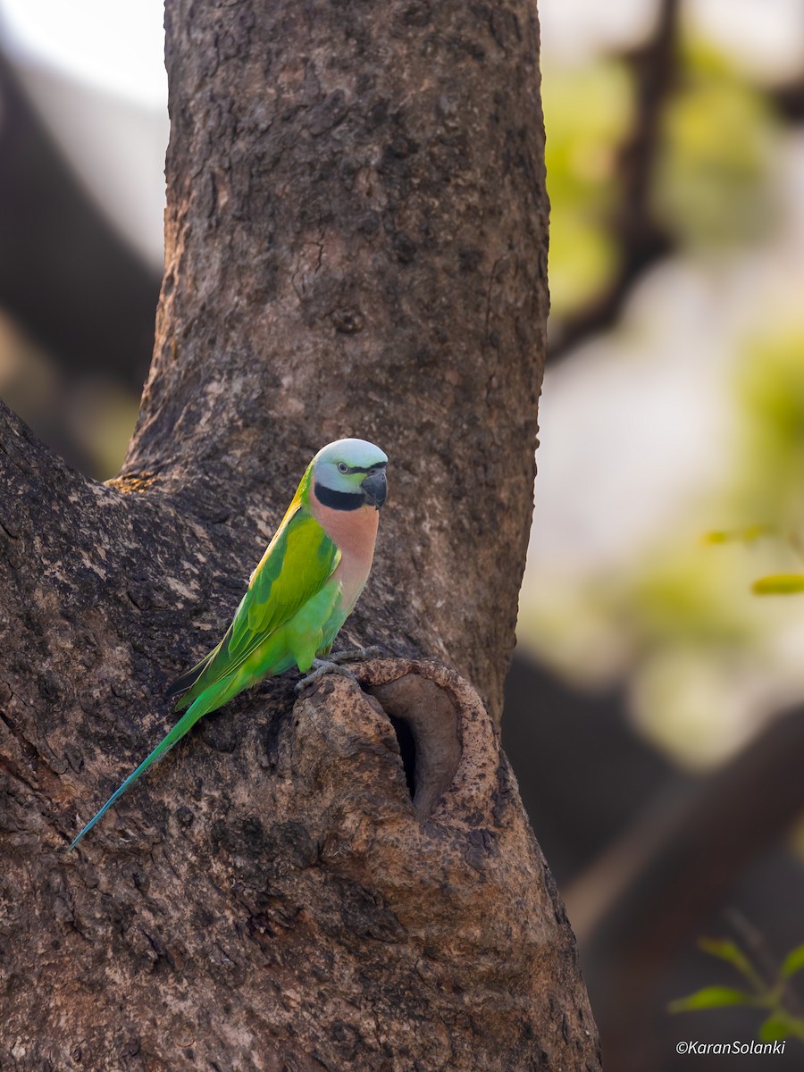 Red-breasted Parakeet - ML647080111