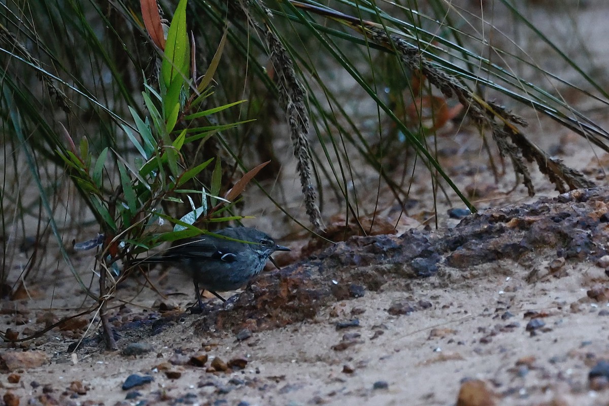 Benekli Serikornis - ML647080117