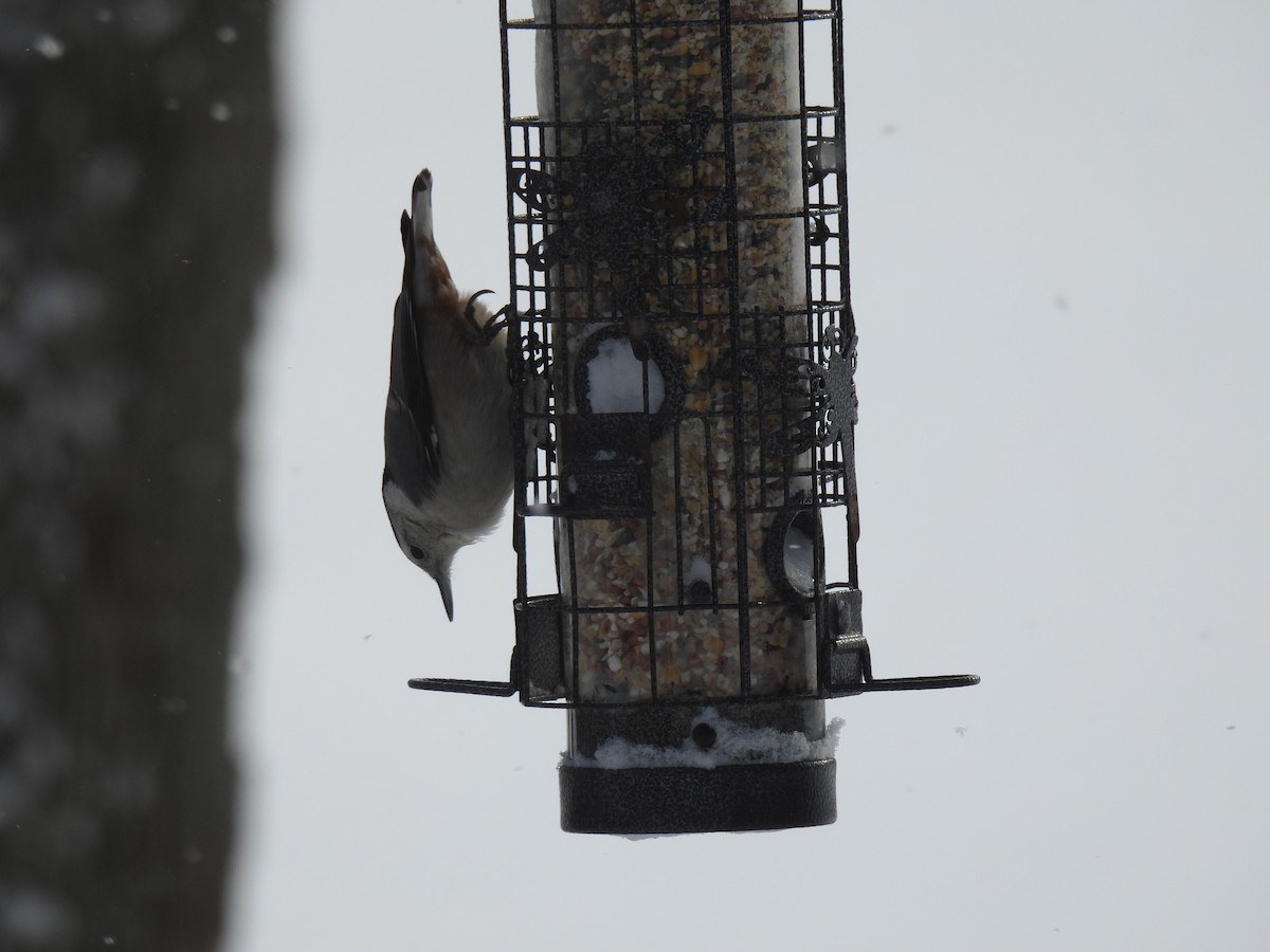 White-breasted Nuthatch - ML647080118