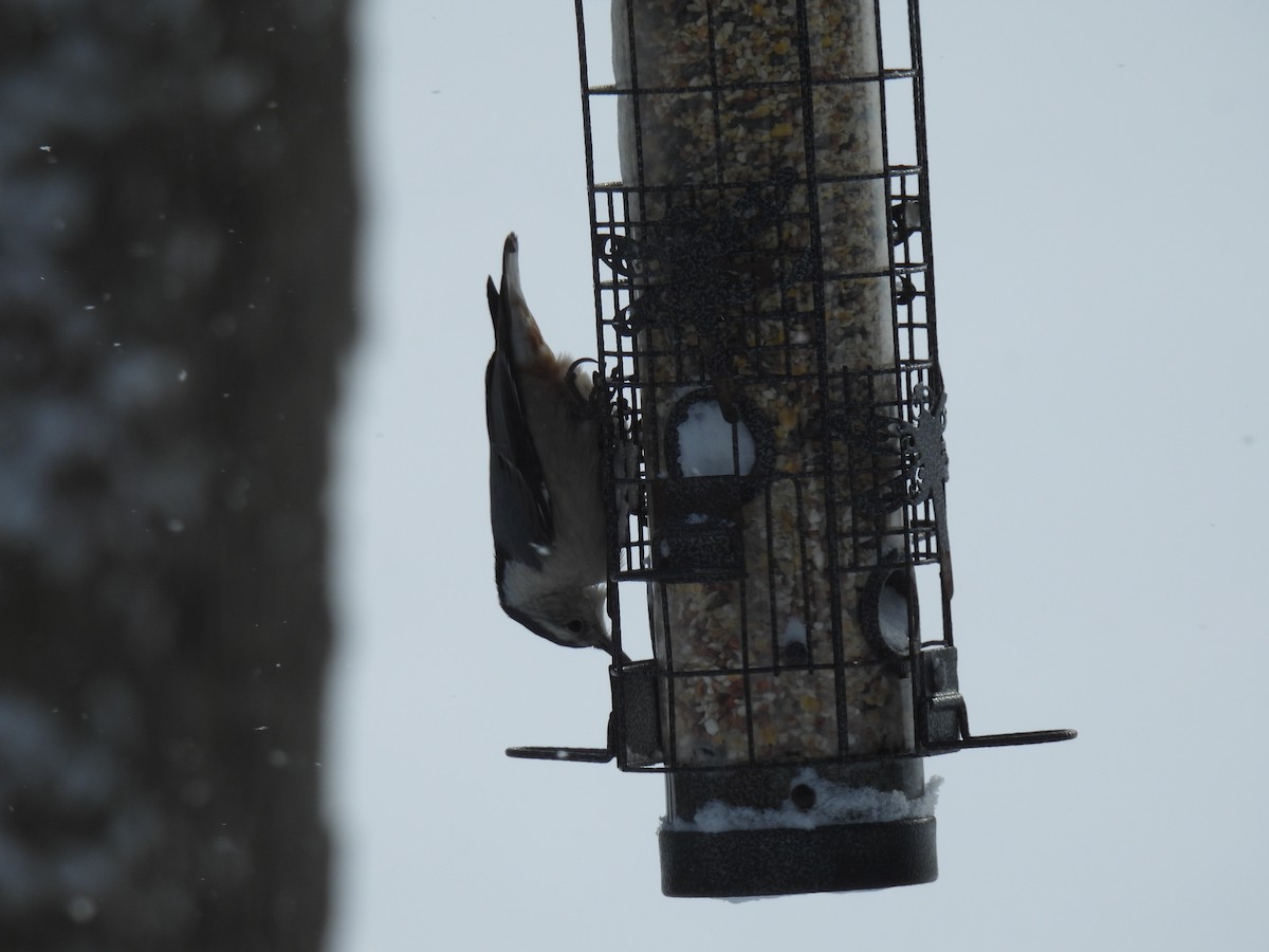 White-breasted Nuthatch - ML647080119