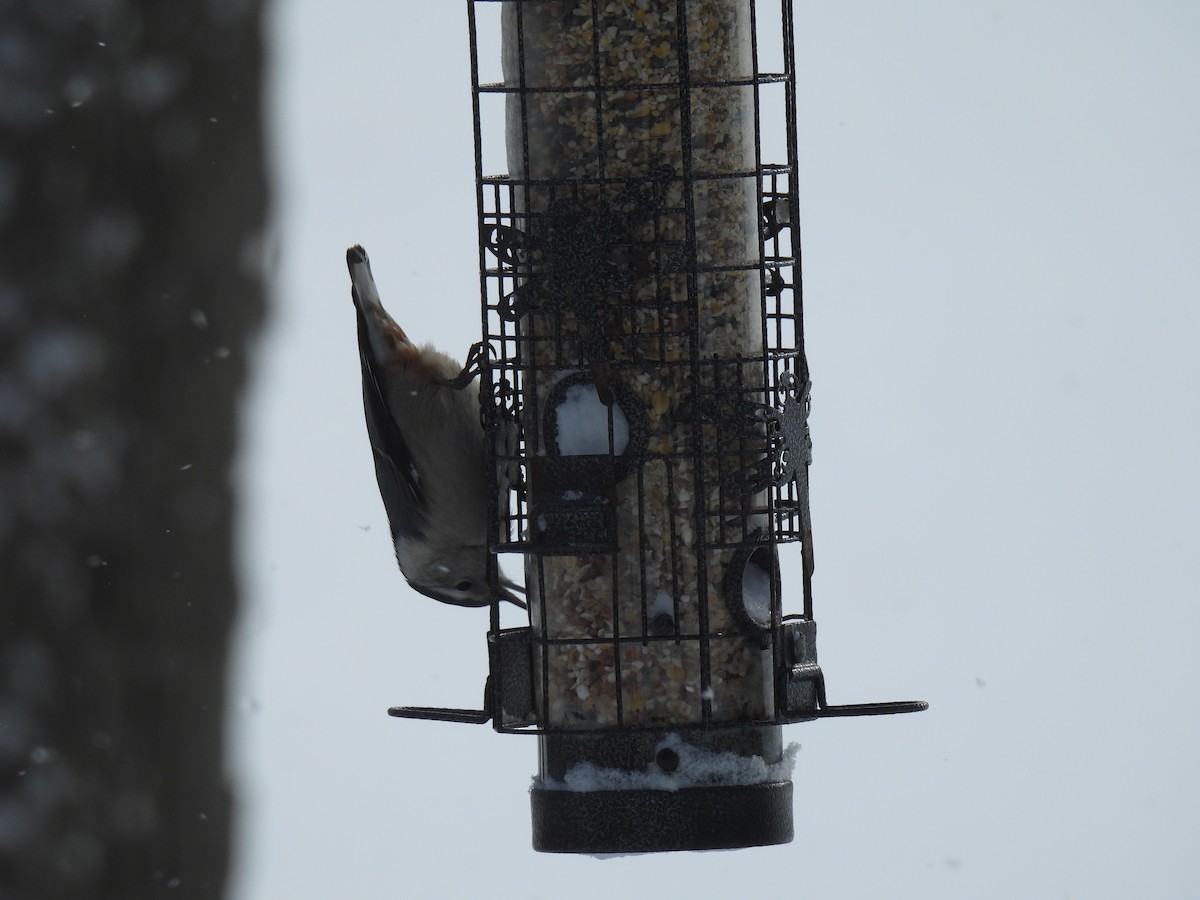 White-breasted Nuthatch - ML647080120