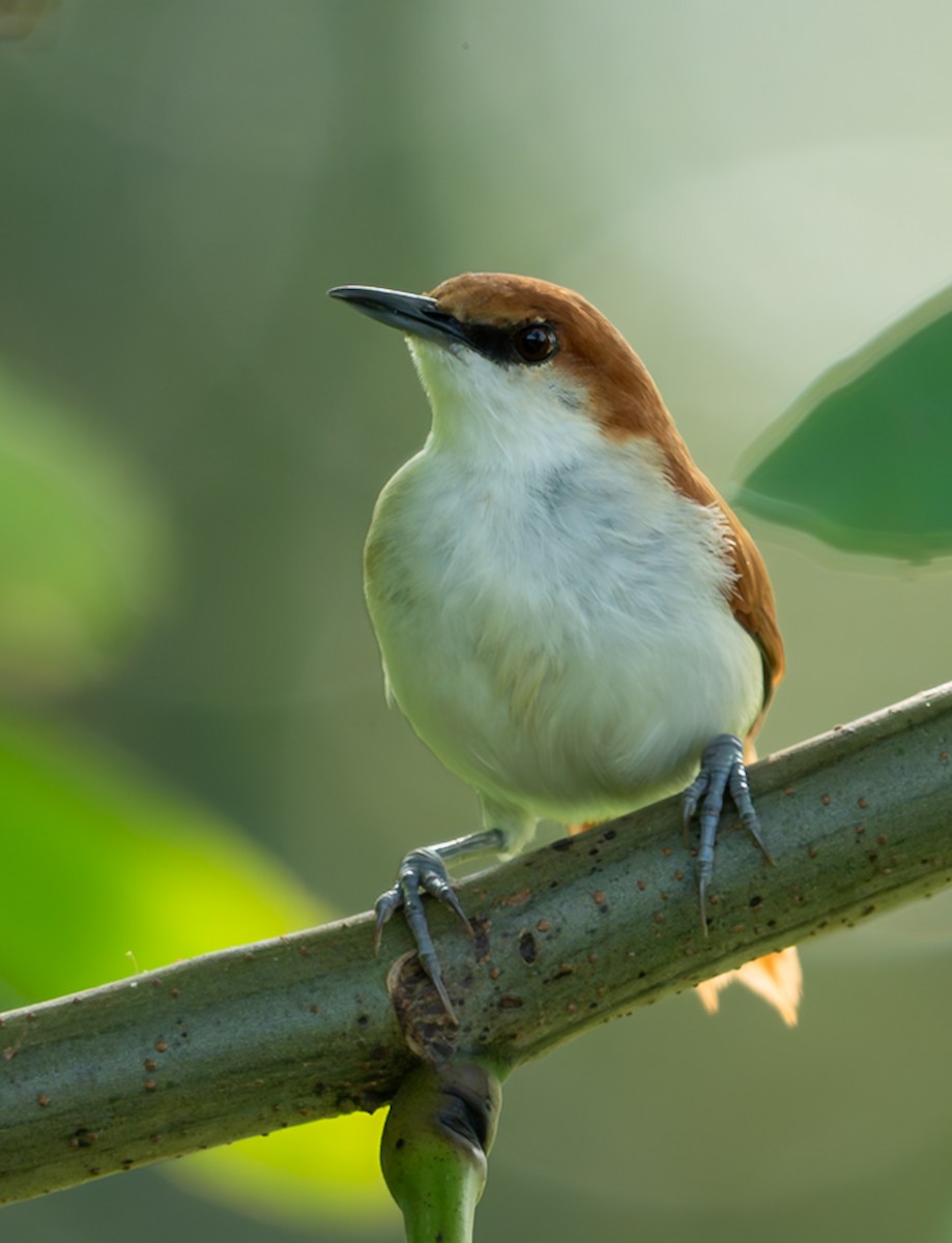 Red-and-white Spinetail - ML647080121
