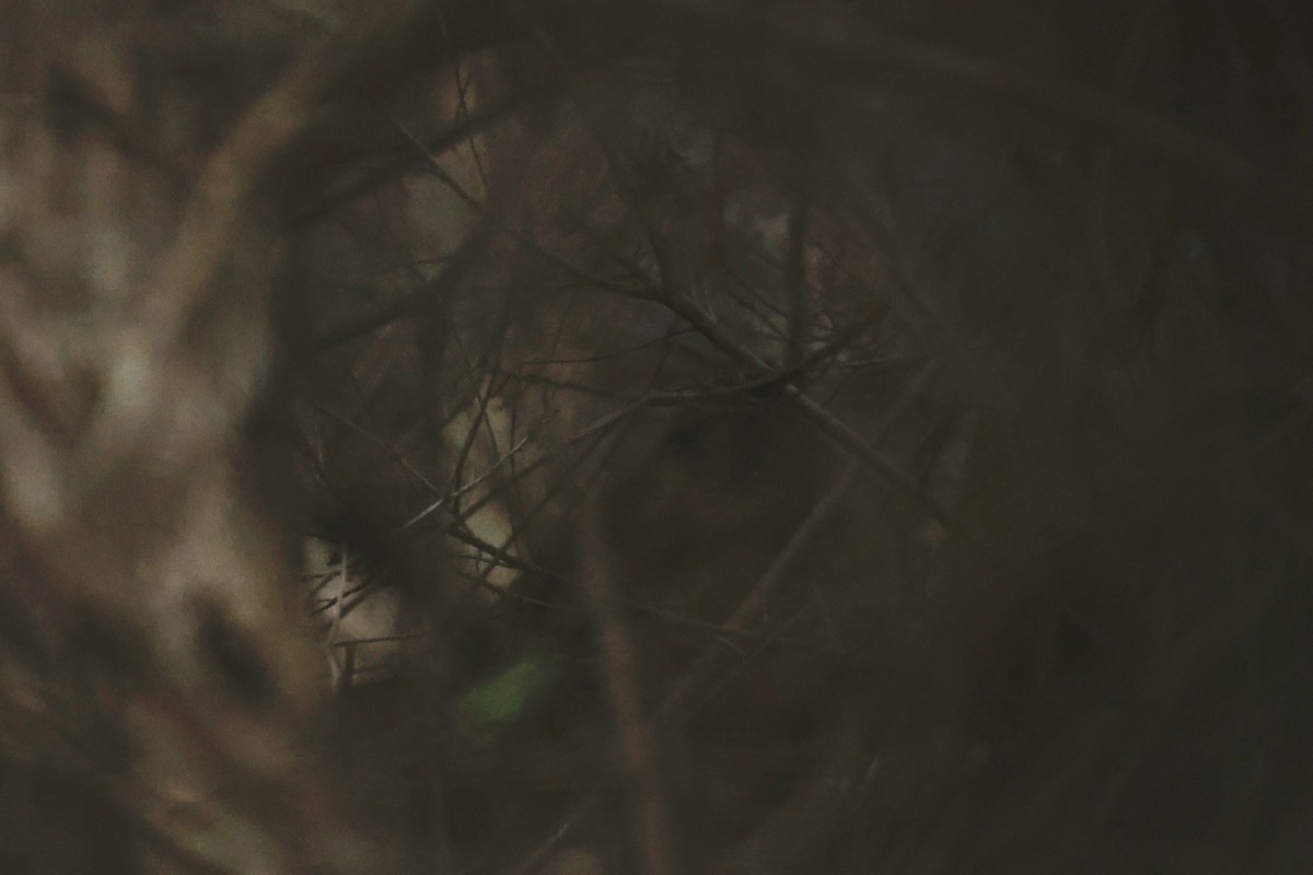 Gürültücü Çalıkuşu - ML647080122