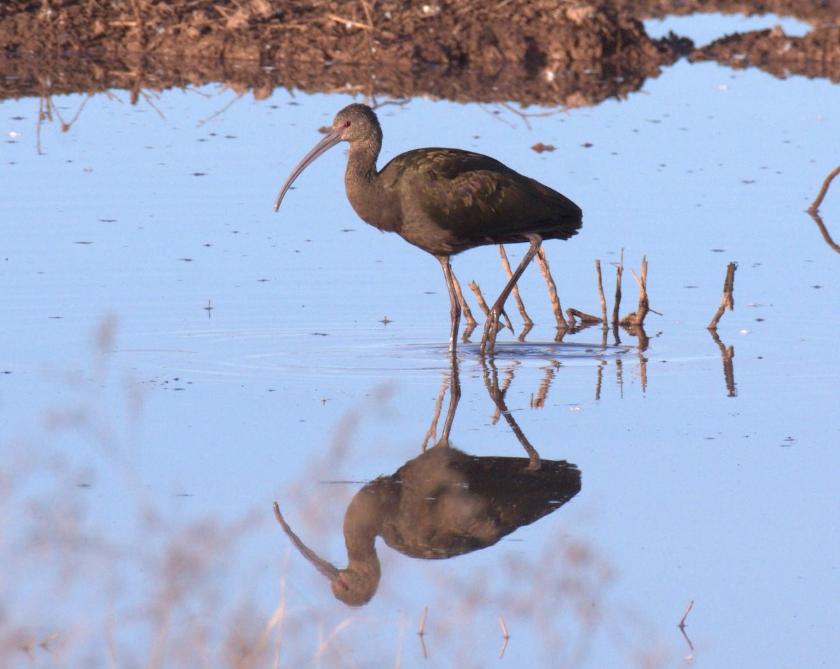 Beltzaran musuzuria - ML647080123