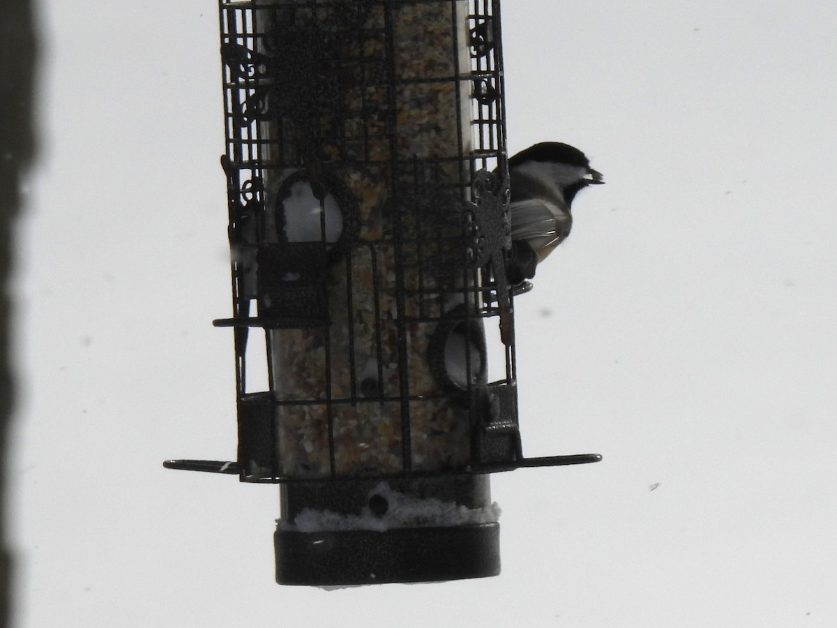 Black-capped Chickadee - ML647080126