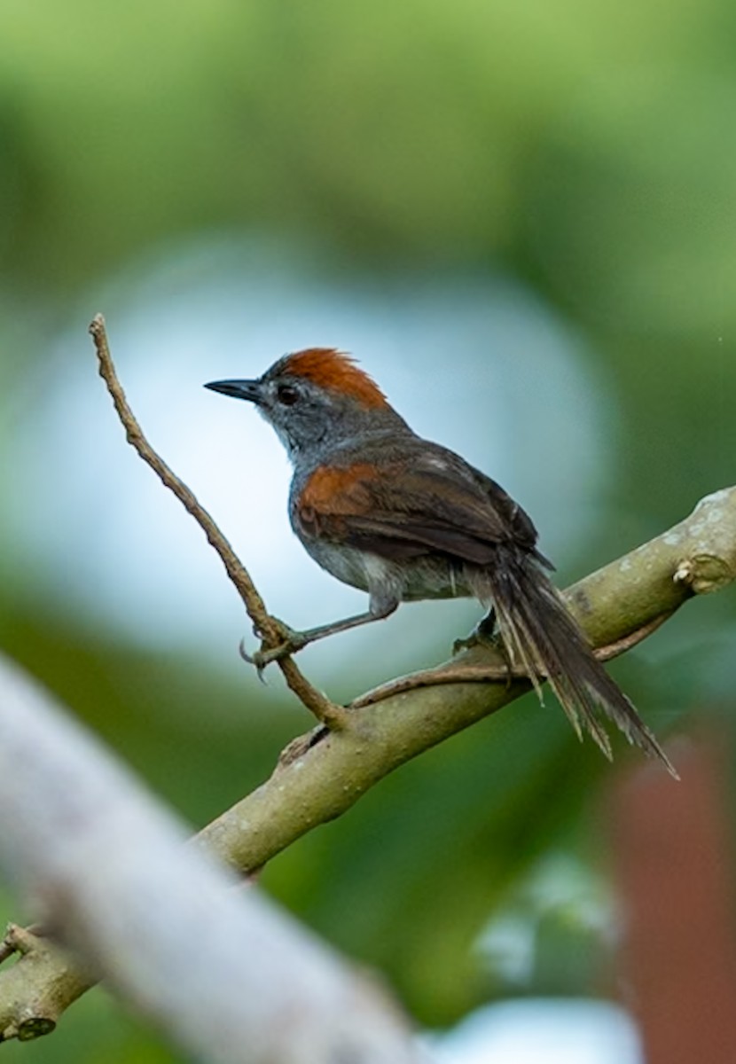 ノドジロオナガカマドドリ - ML647080127