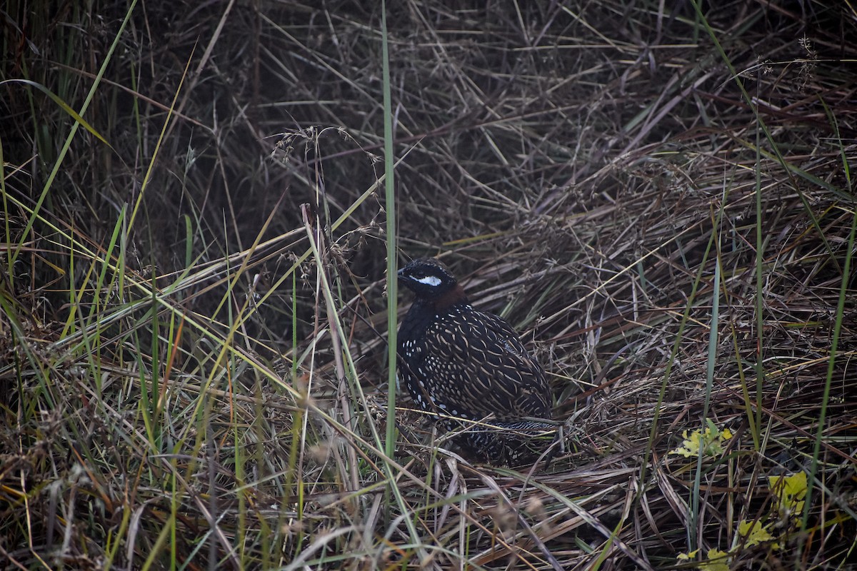 פרנקולין שחור - ML647080133