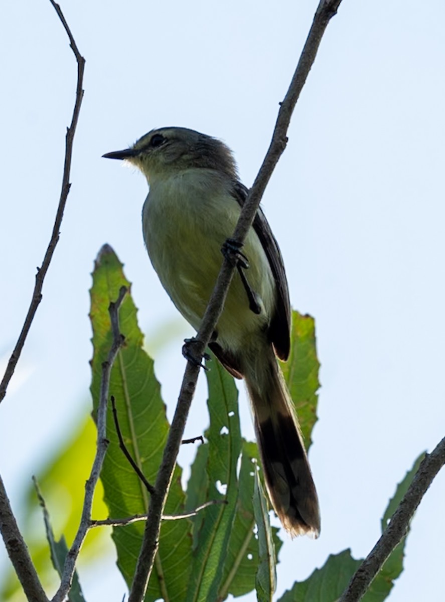 Mouse-colored Tyrannulet - ML647080135