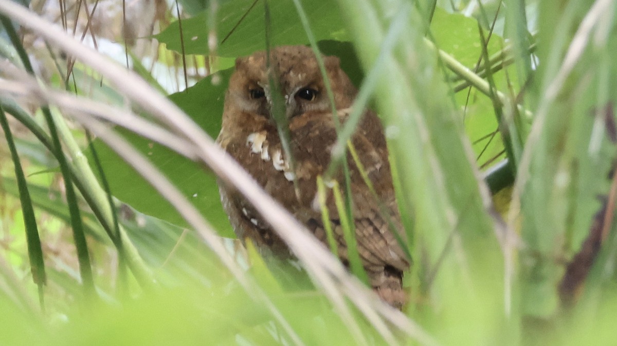 Oriental Scops-Owl - ML647080141