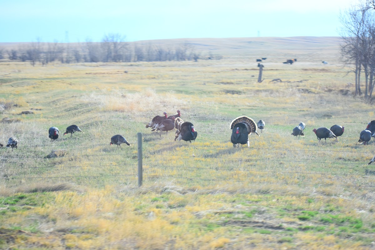 シチメンチョウ - ML647080142