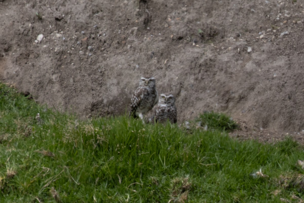 Burrowing Owl - ML647080143