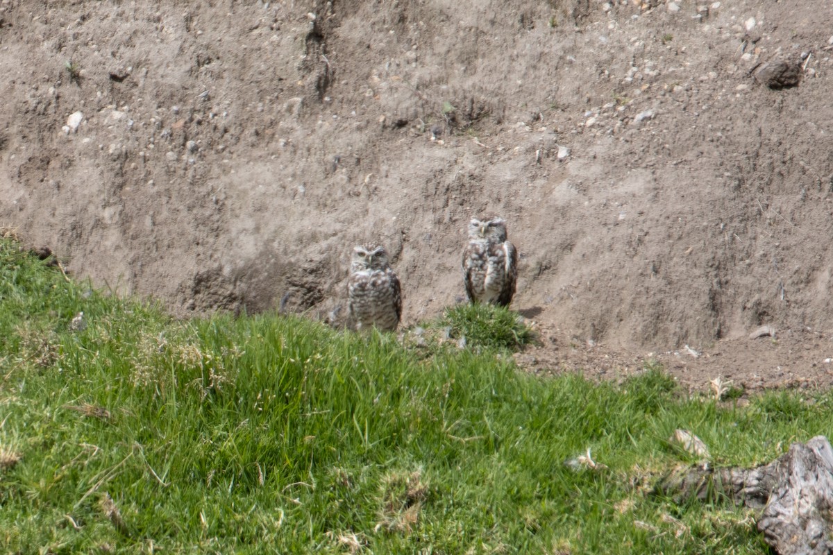 Burrowing Owl - ML647080144