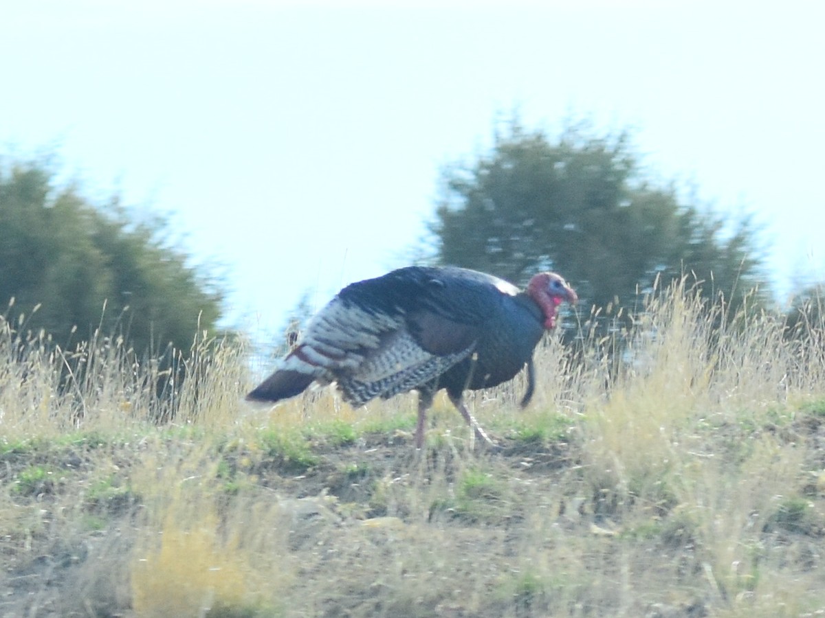 シチメンチョウ - ML647080145