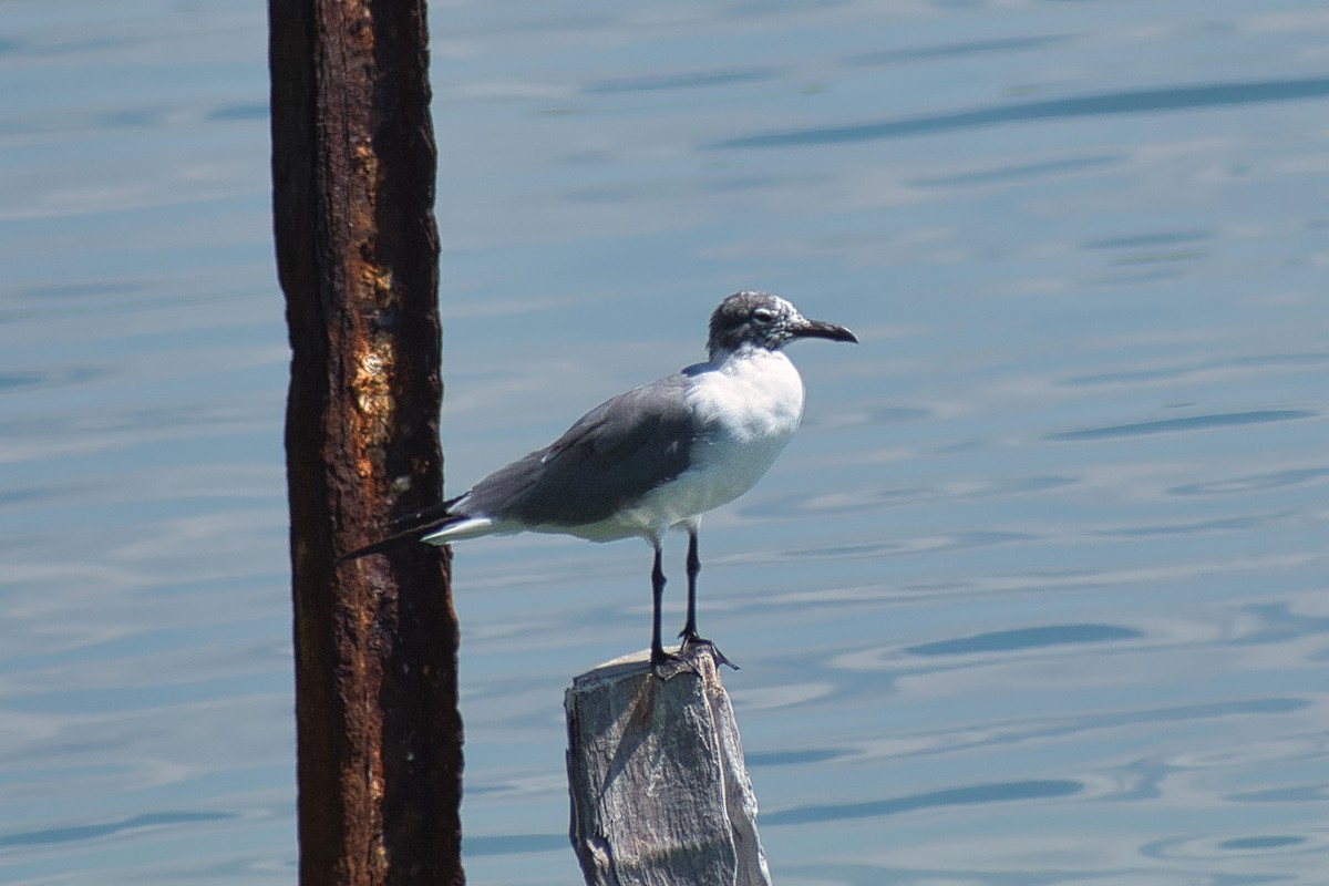 ワライカモメ - ML647080150