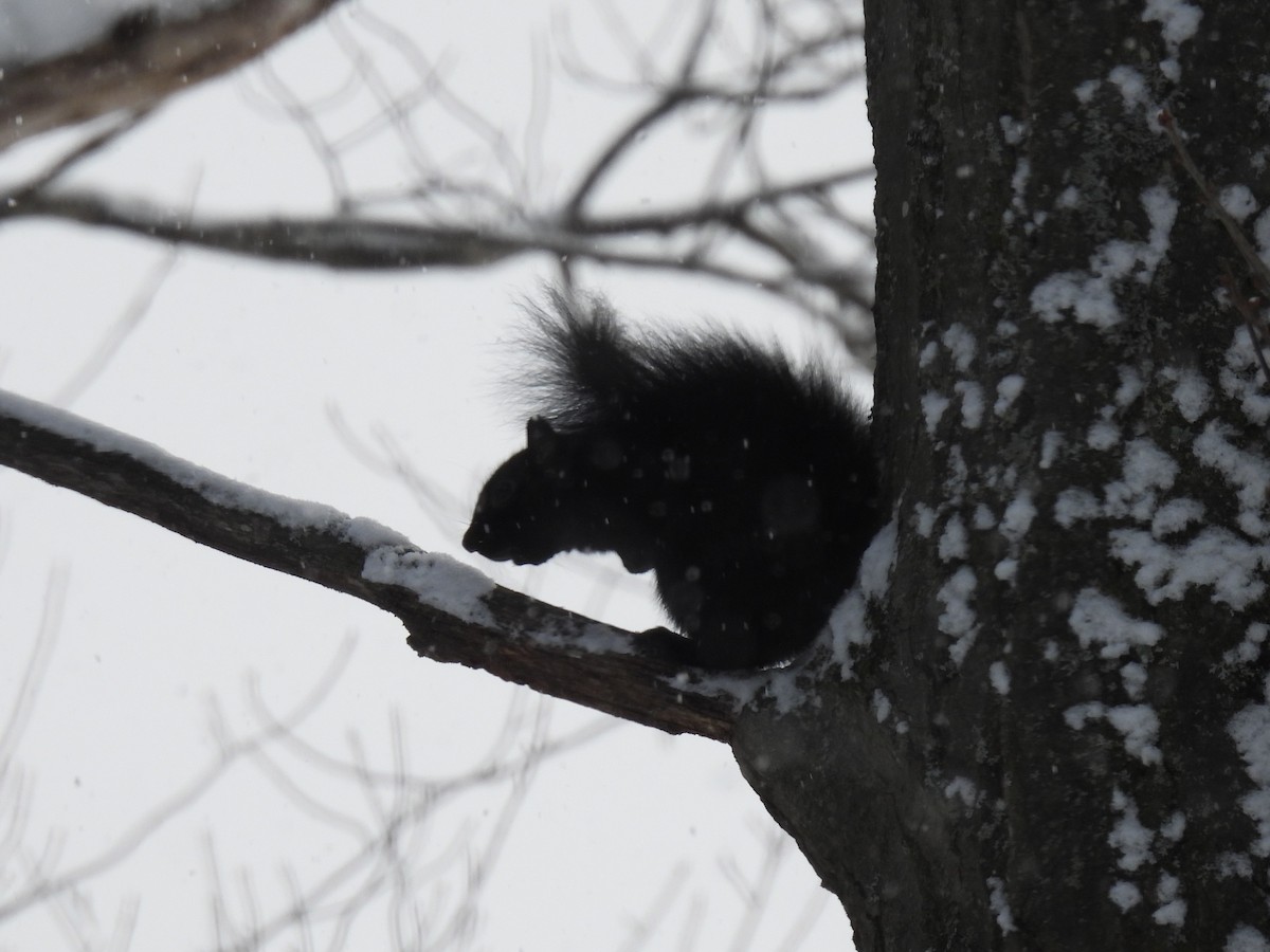 Eastern Gray Squirrel - ML647080160