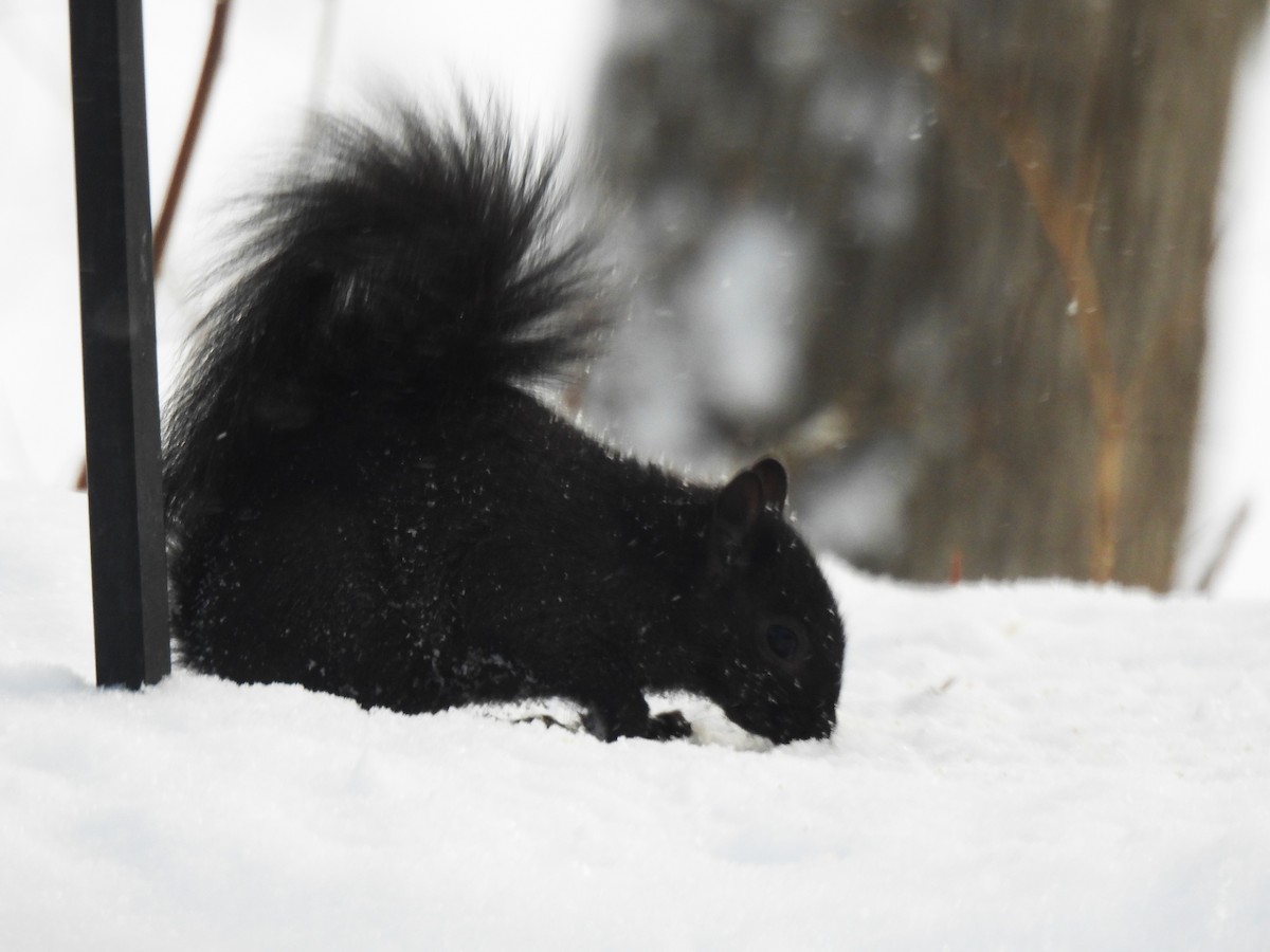 Eastern Gray Squirrel - ML647080161