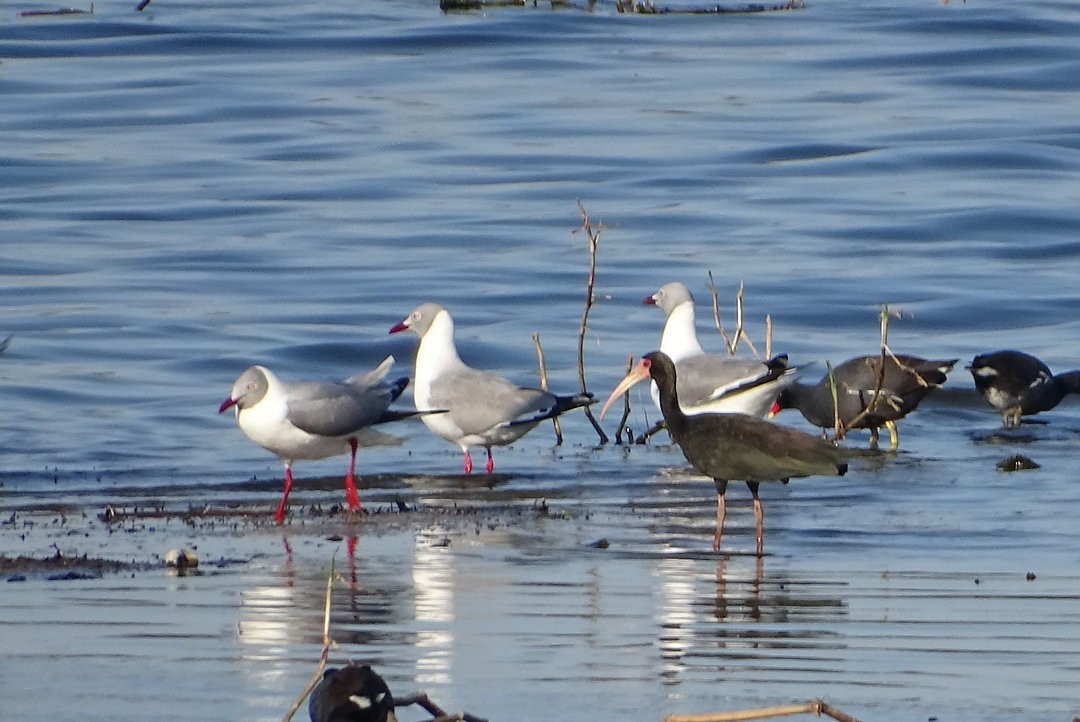 racek šedohlavý - ML647080162