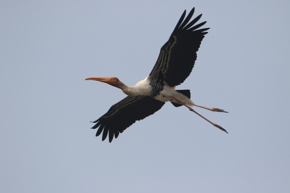 インドトキコウ - ML647080169