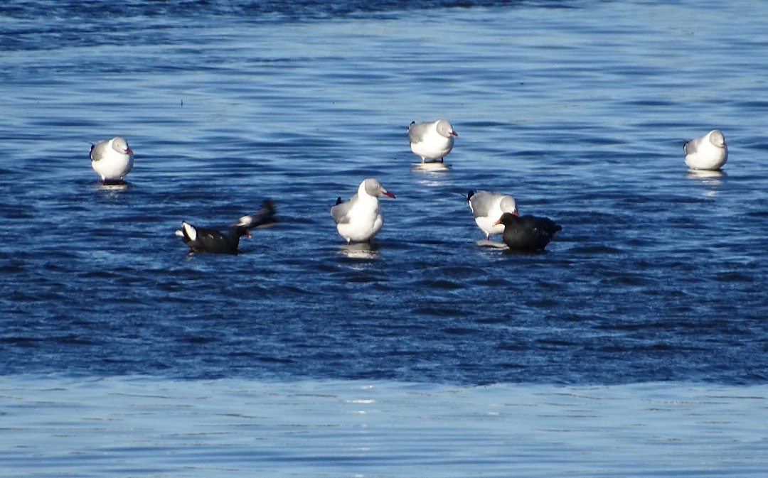 racek šedohlavý - ML647080181