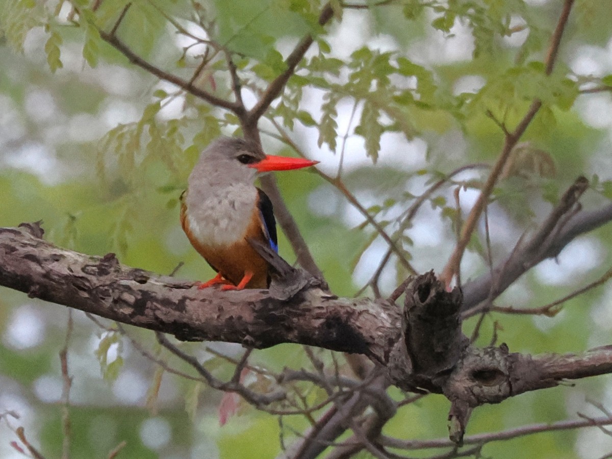 Gray-headed Kingfisher - ML647080183