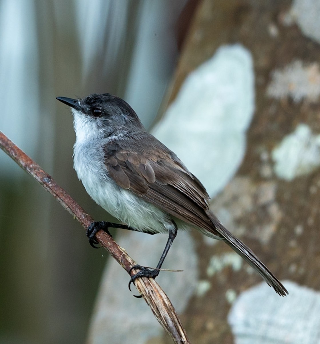 カワカトリタイランチョウ - ML647080189