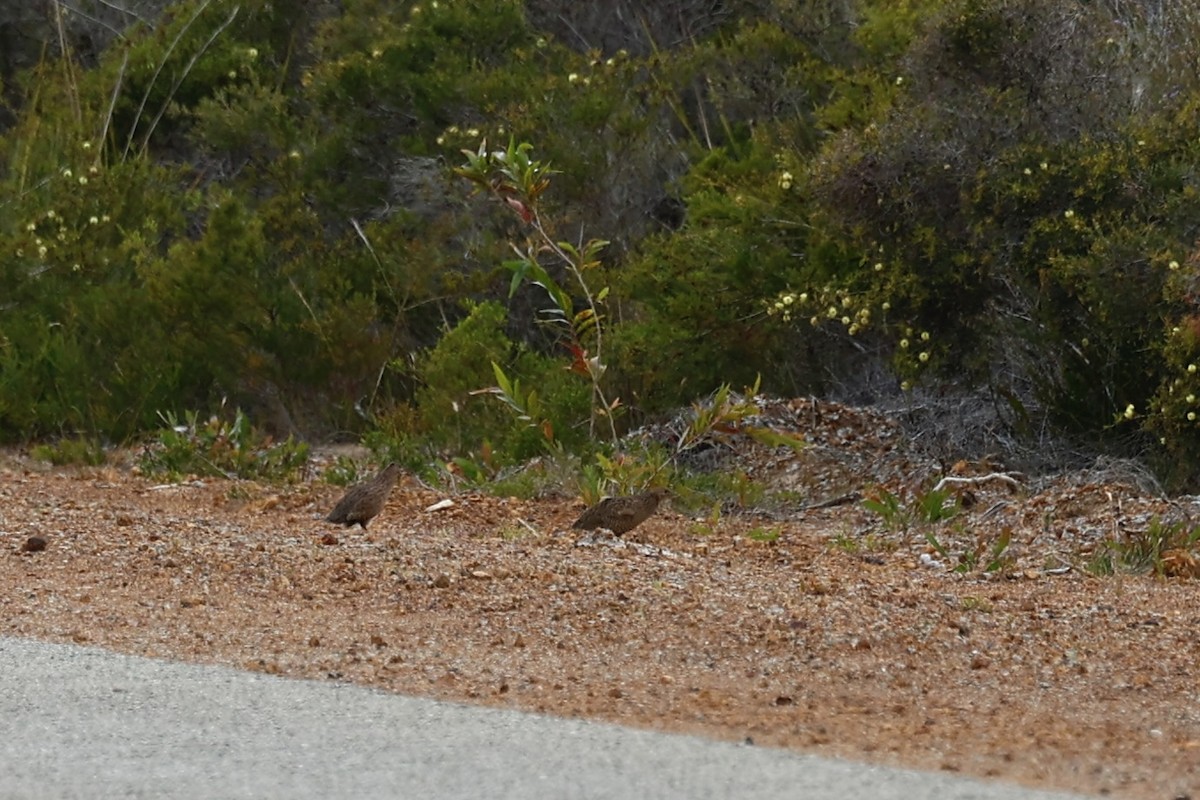 Перепілка бура - ML647080191