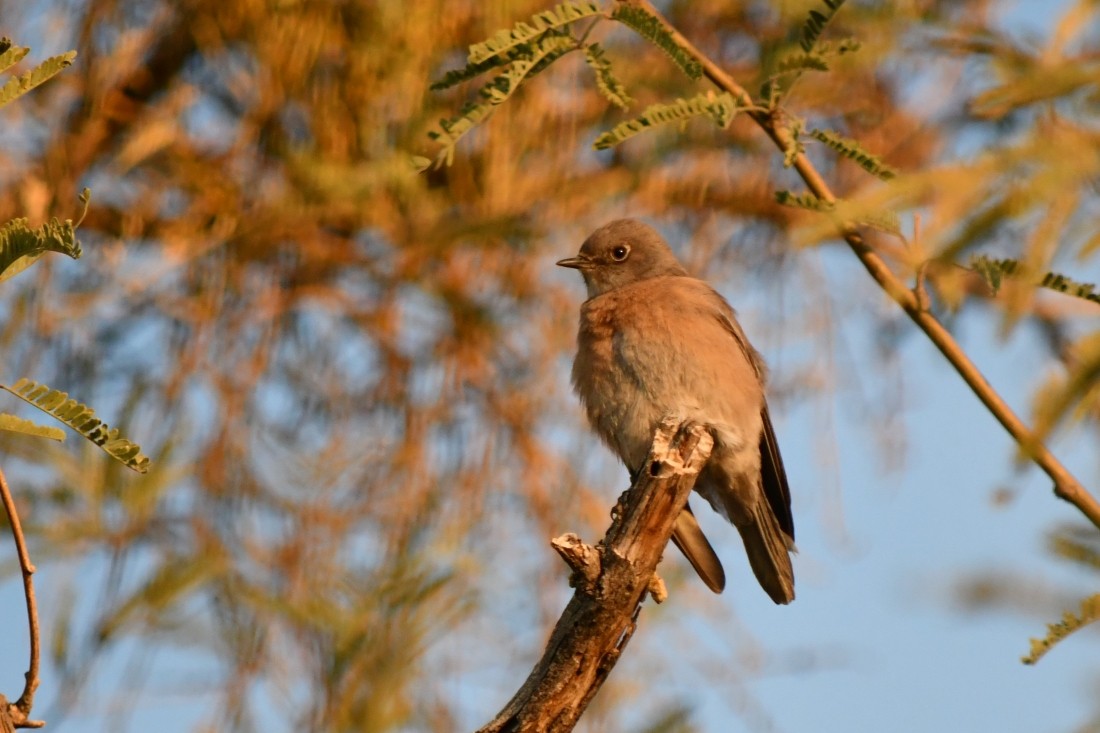 Западная сиалия - ML647080194