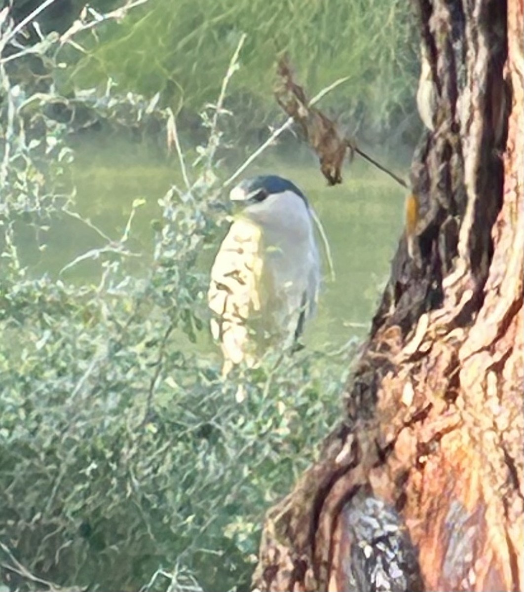 Black-crowned Night Heron - ML647080195