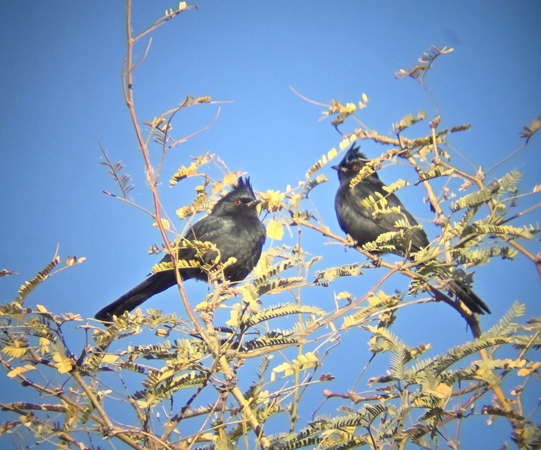 Phainopepla - ML647080199