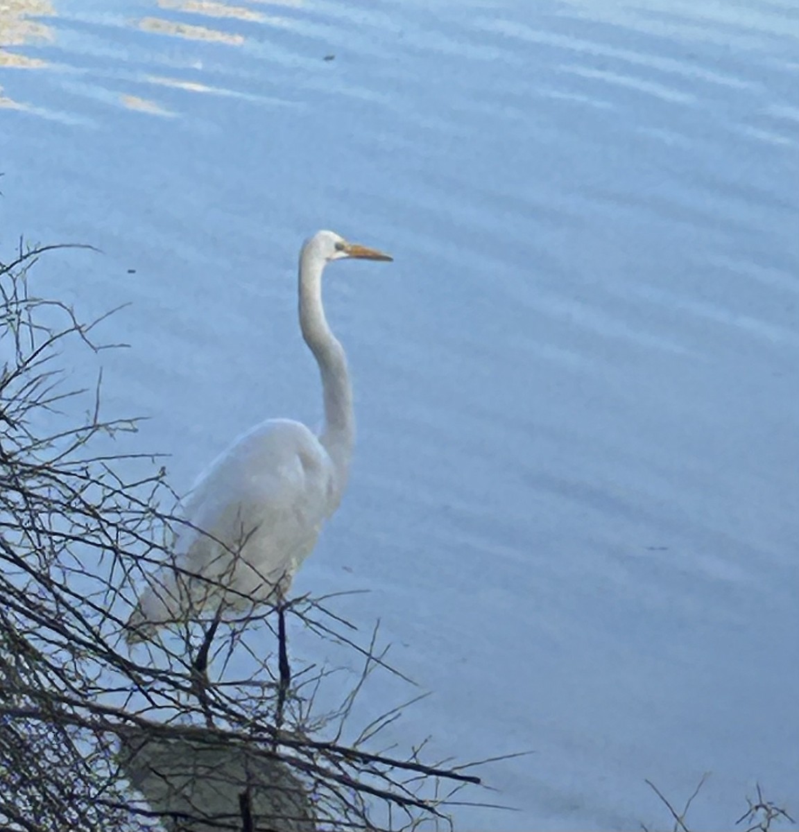Great Egret - ML647080204
