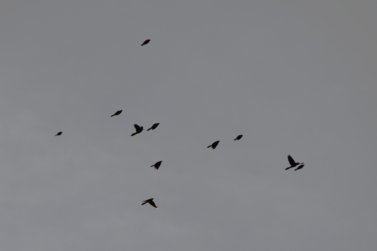 Rotaugen-Kuhstärling - ML647080205