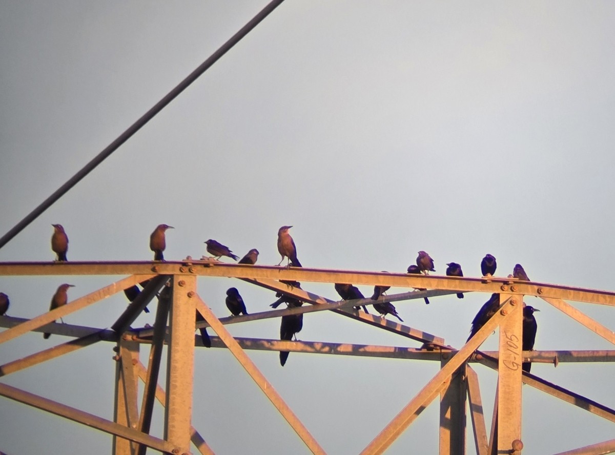 Rotaugen-Kuhstärling - ML647080206