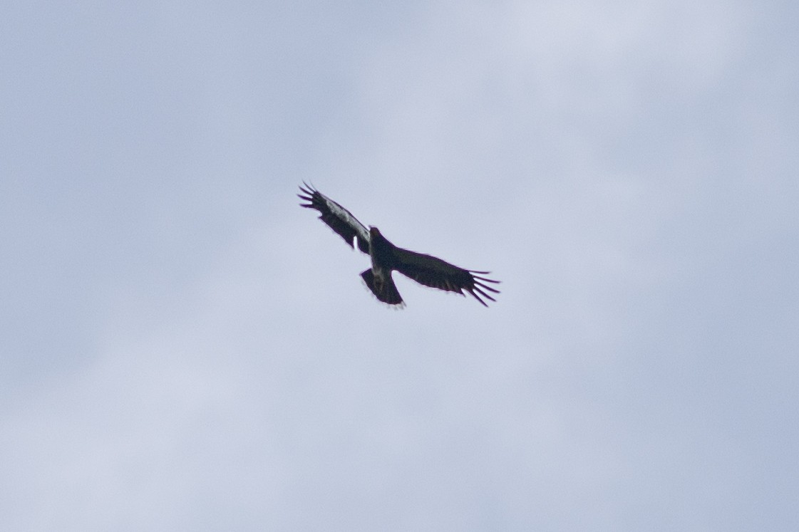 Caracara caronculé - ML647080211