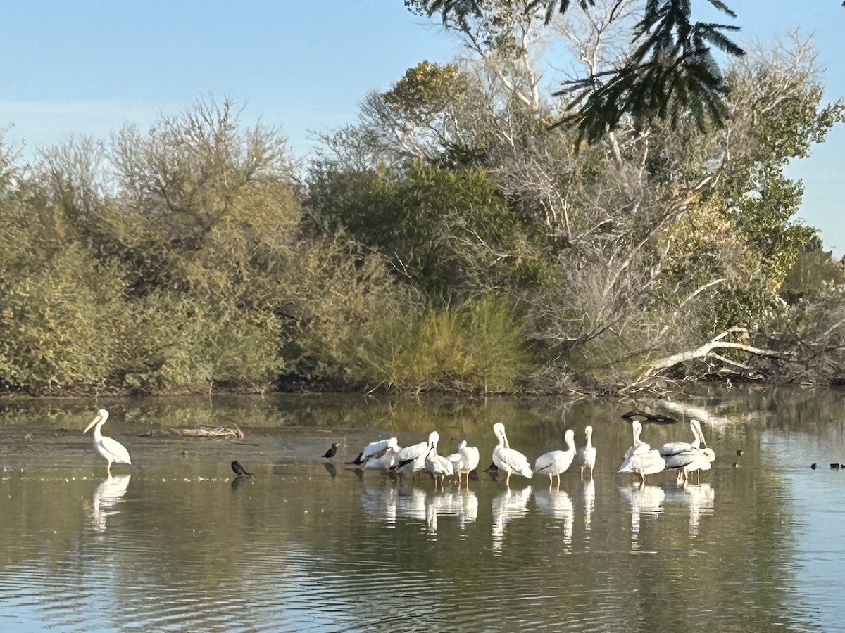American White Pelican - ML647080218