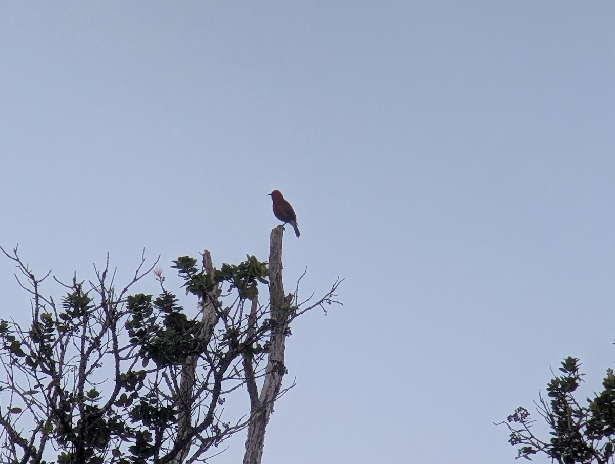 Apapanesi - ML647080220