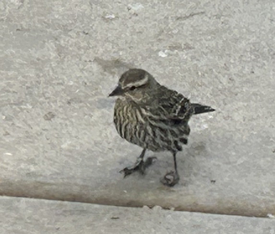 Red-winged Blackbird - ML647080228