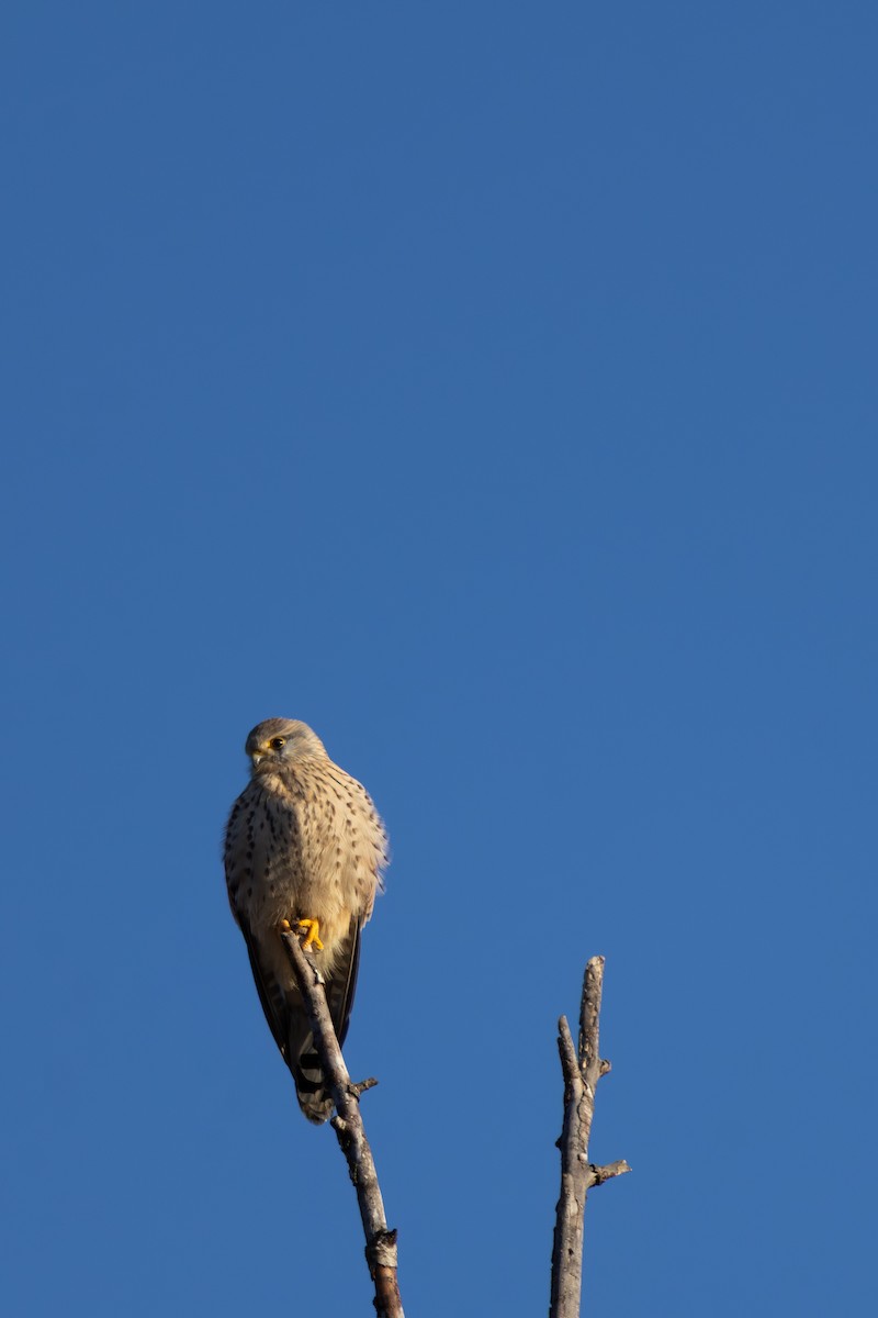 בז מצוי (אירואסייתי) - ML647080230