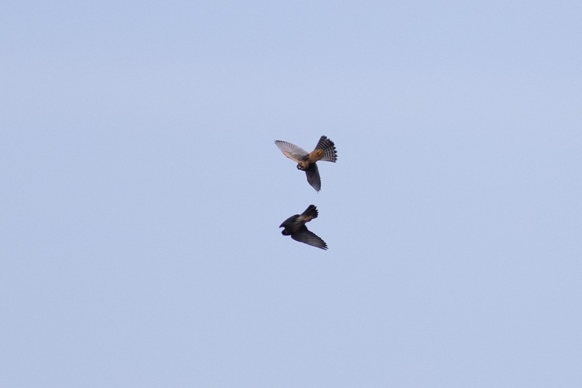 Faucon aplomado - ML647080232