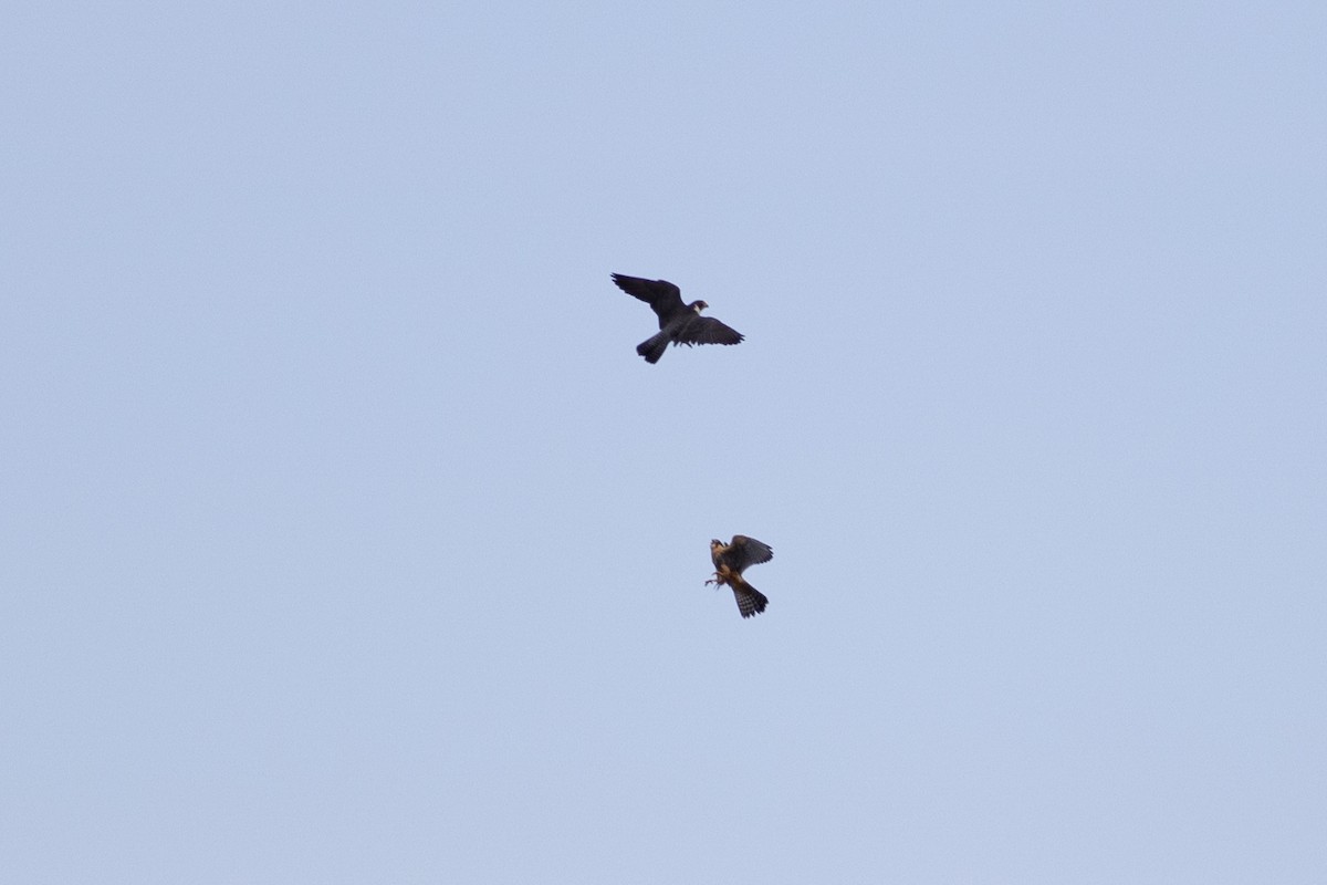 Faucon aplomado - ML647080233