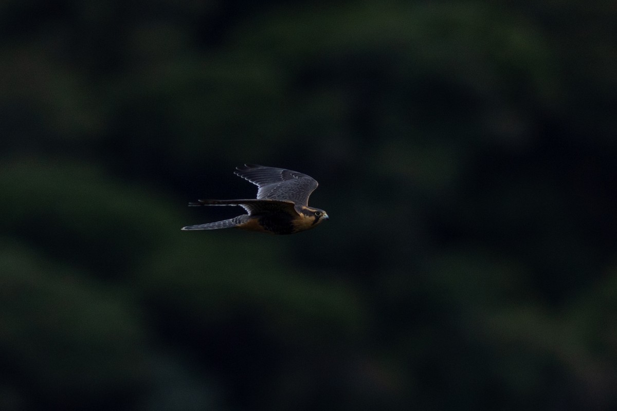 Faucon aplomado - ML647080234